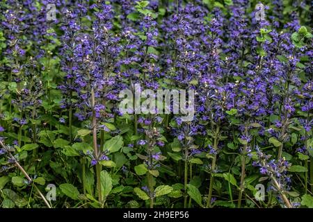 Creeping bugleweed groundcover blooming in a springtime garden in St. Croix Falls, Wisconsin USA Stock Photo