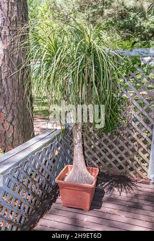 Ponytail Palm and Croton plant in the basket planter with yoga mat against  the white wall Stock Photo - Alamy