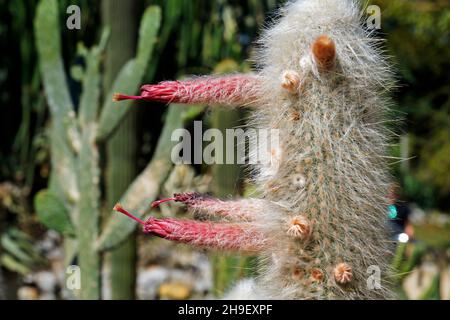 Flowering cactus in the garden (Cephalocereus senilis) Stock Photo