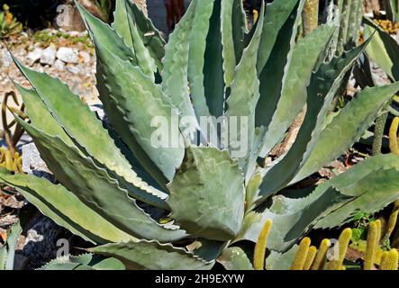 Agave plant on desert garden Stock Photo