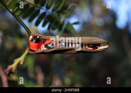 Rosary pea or abrus precatorius red and black seeds in pod Stock Photo