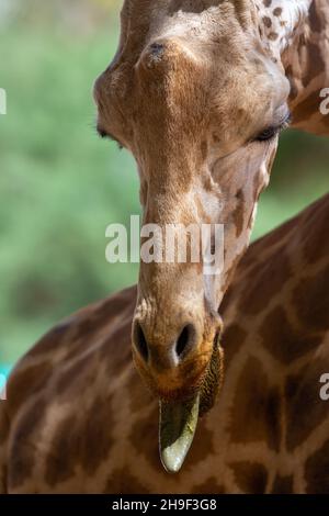 A close up of a giraffe (giraffa) head with tongue out in Africa (portrait view) Stock Photo