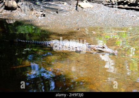 Costa Rica Tortuguero National Park - Parque Nacional Tortuguero - Resting caiman in the wetlands Stock Photo