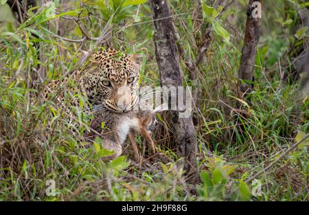 African leopard with a scrub hare in its mouth in Sabi Sands Game Reserve, South Africa Stock Photo