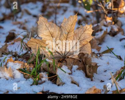 Close-up of a dried maple leaf standing up on the ground in the snow on a cold December morning. Stock Photo