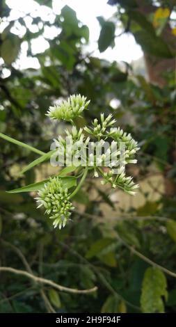 Mikania micrantha is a tropical plant, Known as bitter vine Stock Photo