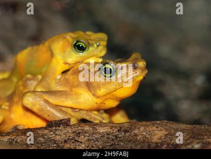 Panamanian golden frogs Stock Photo