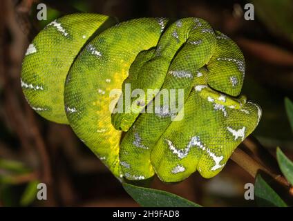 Emerald tree boa (Corallus caninus) close up Stock Photo