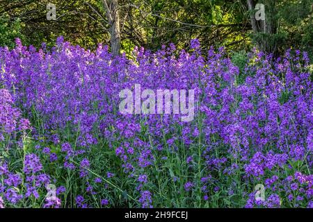 Dame's rocket blooming in the springtime in Dresser, Wisconsin Stock Photo