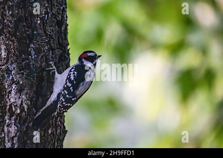 Male downy woodpecker perched on a tree with its talons. Stock Photo