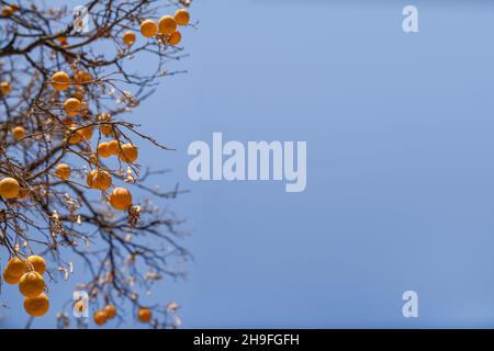 Concept of autumn, health and ecology. Oranges hang on dry branches without leaves against a blue sky. Copy space Stock Photo