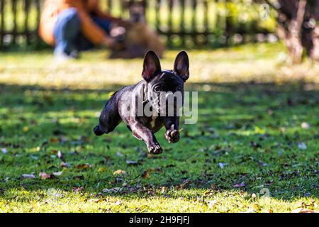 a french bulldog is running and playing in the garden, animal Stock Photo