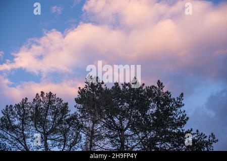 Tree top with clouds seen hovering above Stock Photo