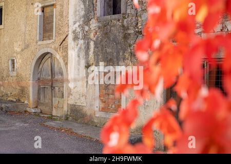 Wooden door entrance to an old typical village house in Karst region of Slovenia on a sunny day. Looking through autumn bushes. Stock Photo