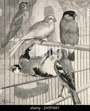 Songbirds. Nightingale, Serin, Bullfinch, Goldfinch, Chaffinch. Old 19th century engraved illustration from La Nature 1897 Stock Photo