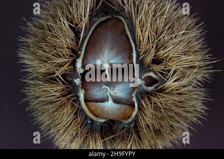 close up of a sweet chestnut in a prickly peel that has already opened Stock Photo