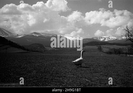 Bierutowice, 1948-04. Gêœ w przydomowej zagrodzie. W tle pasmo Karkonoszy.  rd  PAP  Dok³adny dzieñ wydarzenia nieustalony.    Bierutowice, April 1948. A goose in a homestead. In the background the Karkonosze Mountains.  rd  PAP Stock Photo