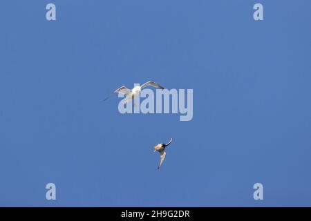 Peregrine falcon (Falco peregrinus) adult flying, turning to defend from mobbing Herring gull (Larus argentatus) immature 3rd summer, Suffolk, England Stock Photo