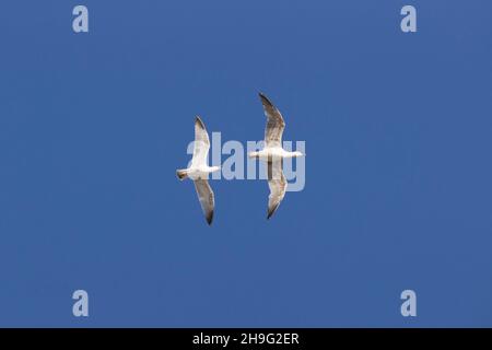 Herring gull (Larus argentatus) 3rd summer chasing Great black-backed gull (Larus marinus) 2nd summer flying, Suffolk, England, April Stock Photo