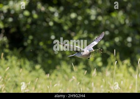 Woodpigeon (Columba palumbus) adult flying with nest material in beak, Suffolk, England, June Stock Photo