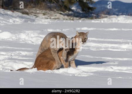 Puma (Felis concolor) adult female with cub in snow, Montana, USA, March, controlled conditions Stock Photo