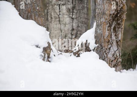 Canadian Lynx (Lynx canadensis) cub looking out from between trees in snow, controlled conditions Stock Photo