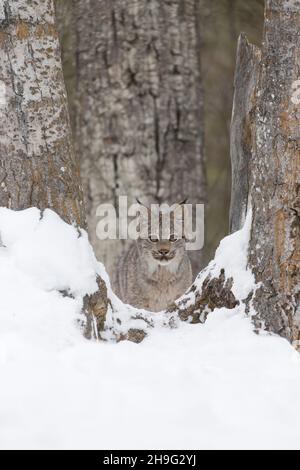 Canadian Lynx (Lynx canadensis) cub standing between trees in snow, controlled conditions Stock Photo