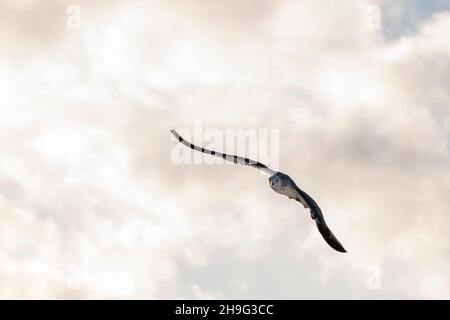 A beautiful seagull flies with open wings against the cloudy sky at sunset Stock Photo