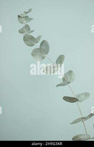One single branch of dried eucalyptus on green background; modern minimal decoration Stock Photo