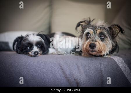 Portrait of two cute dogs laying on sofa Stock Photo