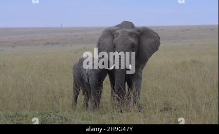 mother african elephant protecting her calf as they graze in the wild savannah of masai mara, kenya Stock Photo