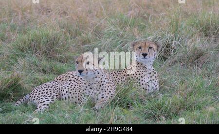 two cheetahs sitting alert in the grass in the wild savannah of the masai mara, kenya, looking for prey Stock Photo