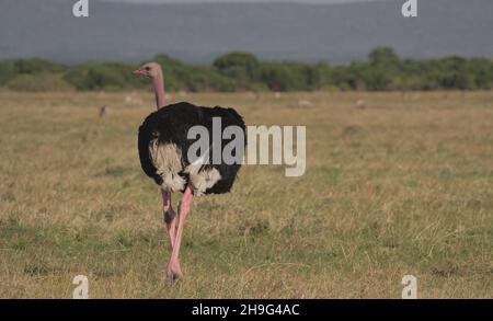 male masai ostrich walking in the wild masai mara plains looking back with sky in background, kenya Stock Photo