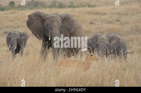 african elephant leading herd through the grass and looking at an impala passing by in the wild masai mara kenya