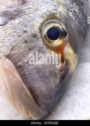 Close-up view of freshly caught sea bream head Stock Photo
