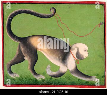 A Monumental portrait of a Monkey, 18th Century Indian painting attributed to the 'Stipple Master', 1705-1710 Stock Photo