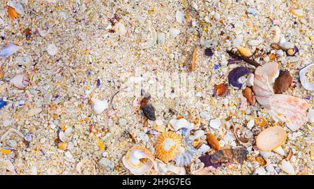 Overhead view of washed up and broken sea shells on sandy beach in Cape Town Stock Photo