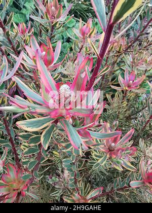 Vertical shot of Genus Leucadendron plants, Conebushes Stock Photo