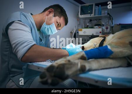 Veterinarian during dog surgery. Old labrador retriever in animal hospital. Stock Photo