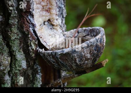 The traditional pine resin extraction process Stock Photo