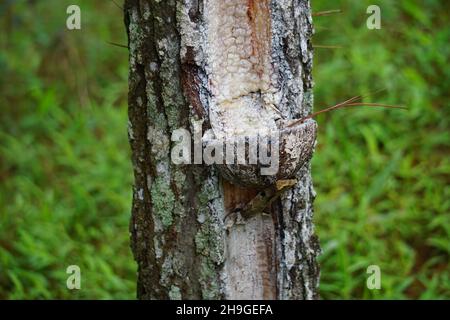 The traditional pine resin extraction process Stock Photo