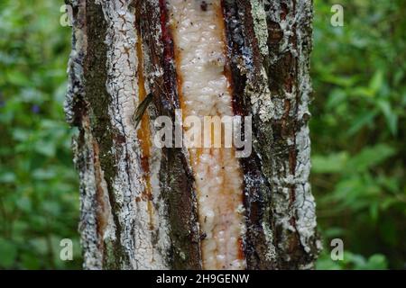 The traditional pine resin extraction process Stock Photo