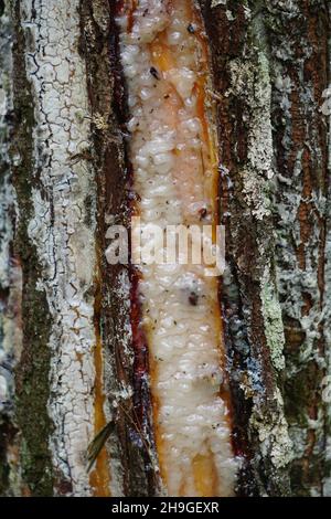 The traditional pine resin extraction process Stock Photo