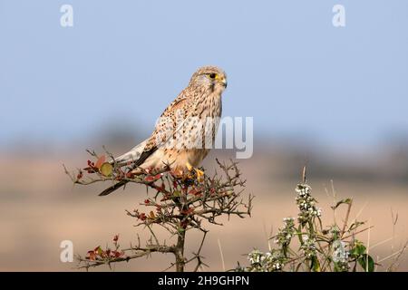 Common Kestrel female on branch, Falco tinnunculus, Kolhapur, Maharashtra, India Stock Photo