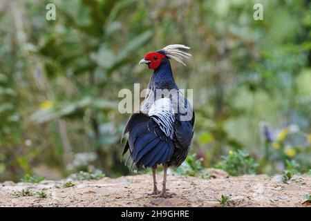 Kalij Pheasant Male, Lophura leucomelanos, Sattal Uttarakhand, India Stock Photo