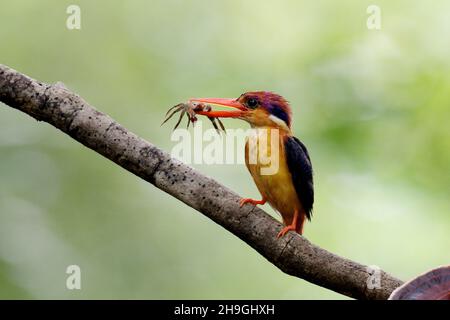 Oriental Dwarf Kingfisher with crab kill, Ceyx erithaca, Sindhudurg, Maharashtra, India Stock Photo