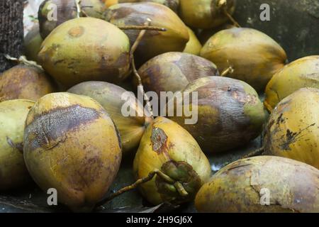 tender coconut and coconut grated stock images coconut photo Stock Photo