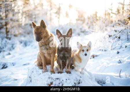 3 dogs in the snowy winter forest, a Westerwälder Kuhhund (Old German Herding Dog), German Shepherd puppy and Welsh Corgi Pembroke Stock Photo