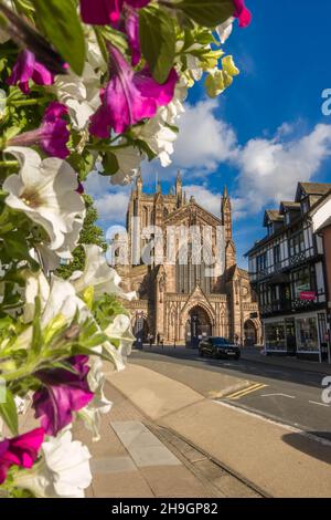 Hereford Cathedral framed with Petunias, home of the Chained Library and Mappa Mundi, Hereford UK. September 2021. Stock Photo