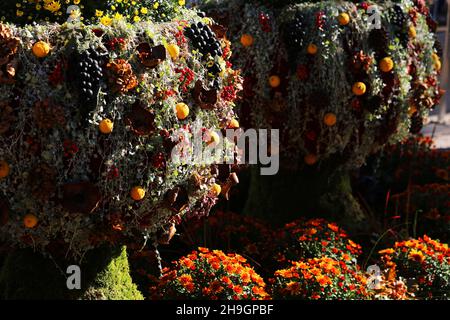 Meran, Kurstadt, Weinfest, Trachtenfest, Trachtenumzug, Herbstschmuck oder Gesteck im Morgenlicht, Meran, Südtirol, Dolomiten, Italien Stock Photo